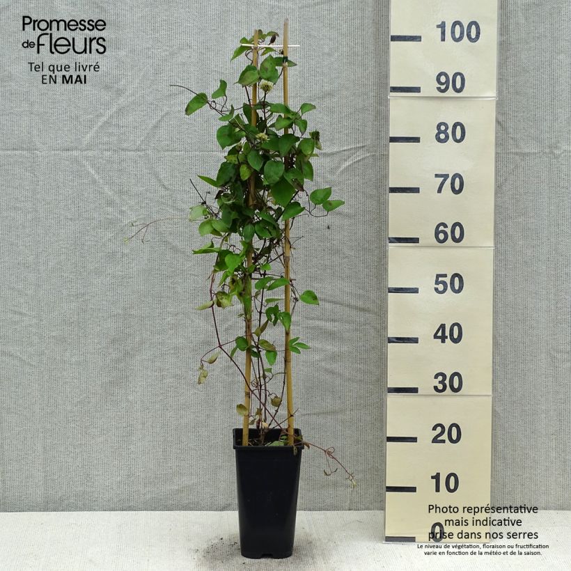 Amostra de Clématite Pink Celebration Vaso de 2 L/3 L tal como entregue na primavera