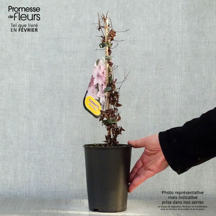 Amostra de Clématite Pink Fantasy Vaso de 2 L/3 L tal como entregue no inverno