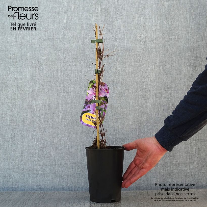 Amostra de Clématite Proud Mary Vaso de 2 L/3 L tal como entregue no inverno