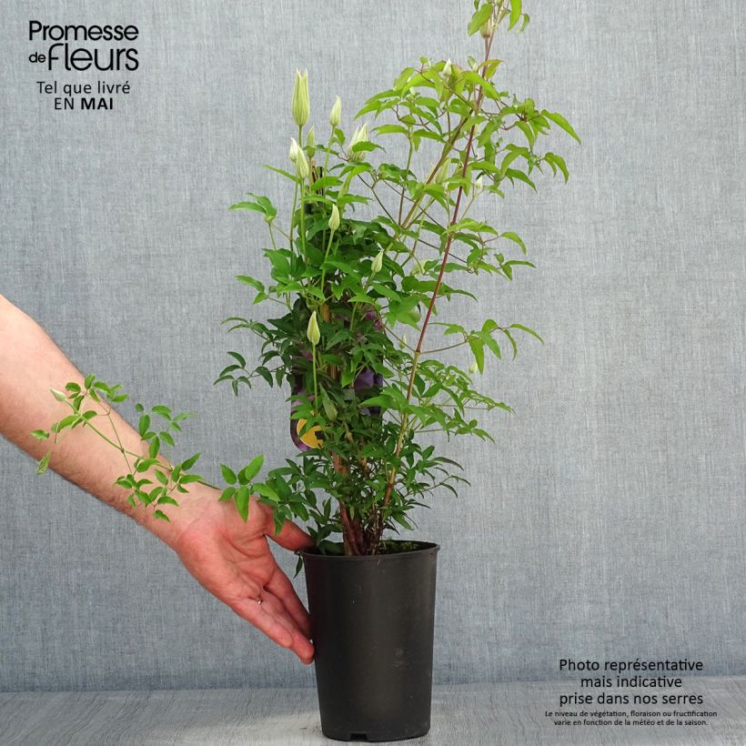 Amostra de Clematis Proud Mary Vaso de 2 L/3 L tal como entregue na primavera
