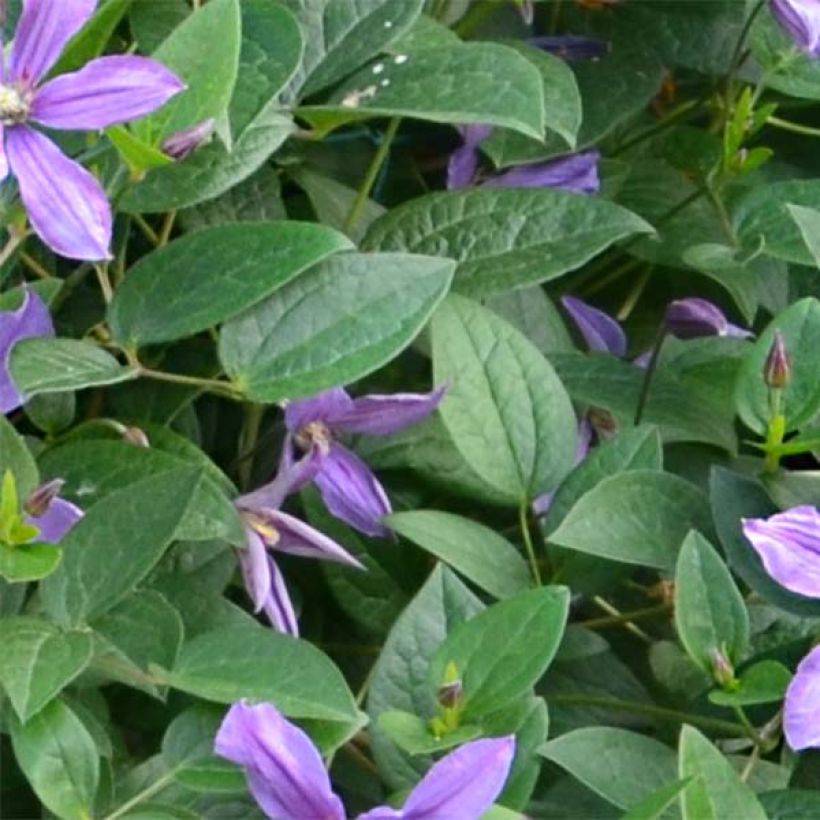 Clematis Saphyra Estrella (Folhagem)