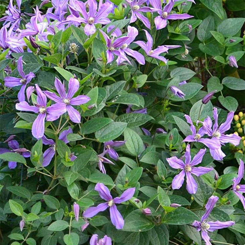 Clematis Saphyra Estrella (Floração)