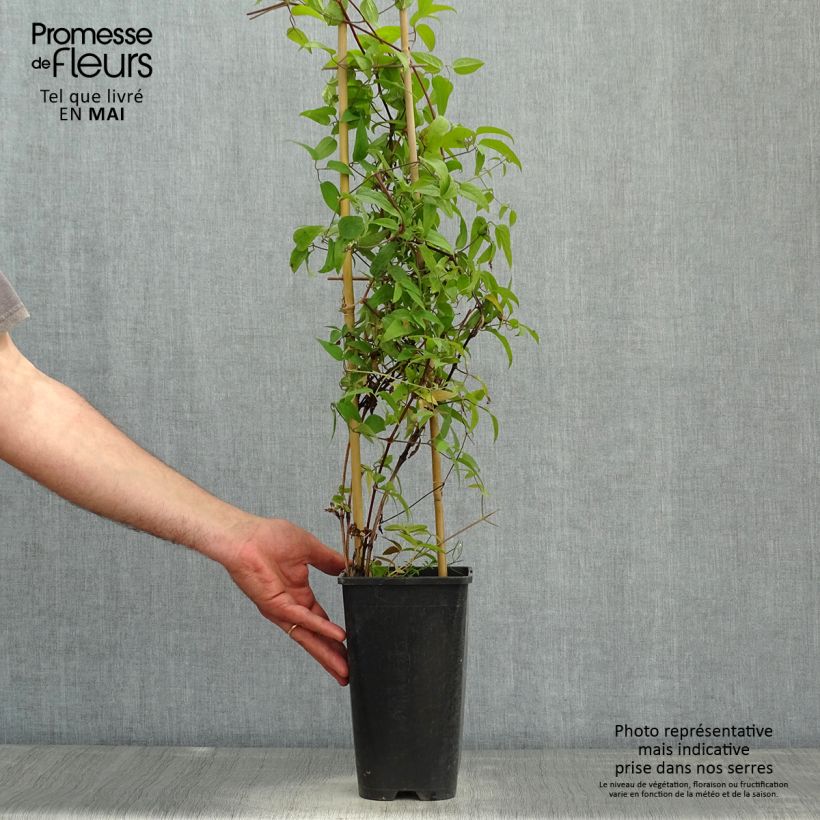 Amostra de Clematis Saphyra Nancy Vaso de 2 L/3 L tal como entregue na primavera