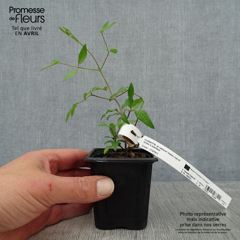 Amostra de Clematis Saphyra Violetta Vaso de 8/9 cm tal como entregue na primavera