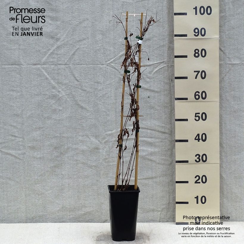 Amostra de Clematis Saphyra Violetta Vaso de 2 L/3 L tal como entregue no inverno