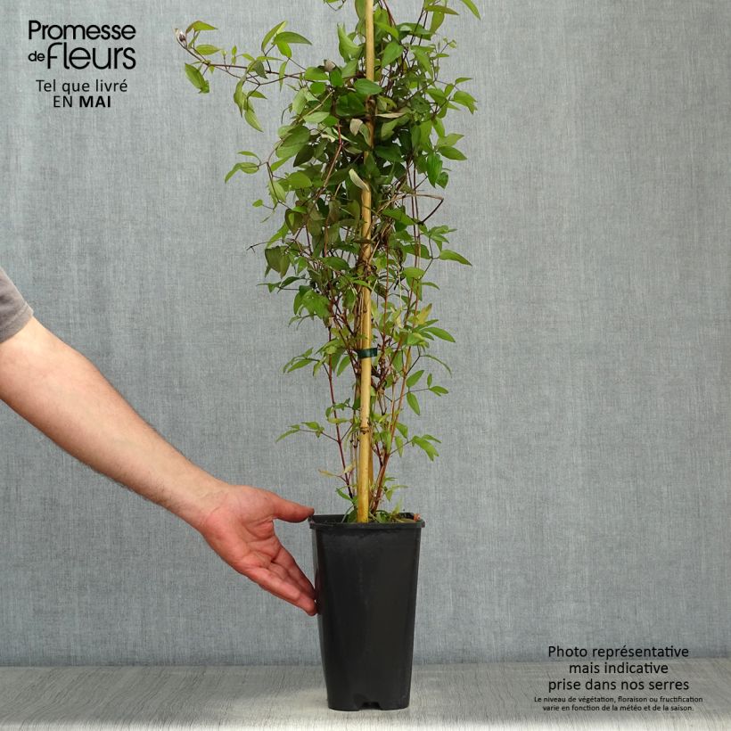 Amostra de Clematis Saphyra Violetta Vaso de 2 L/3 L tal como entregue na primavera