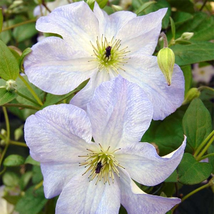 Clematis Sea Breeze (Floração)