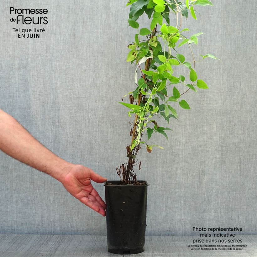 Amostra de Clematis Sparkler Vaso de 2 L/3 L tal como entregue no verão