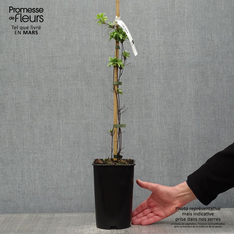 Amostra de Clematis Sparkler Vaso de 2 L/3 L tal como entregue na primavera