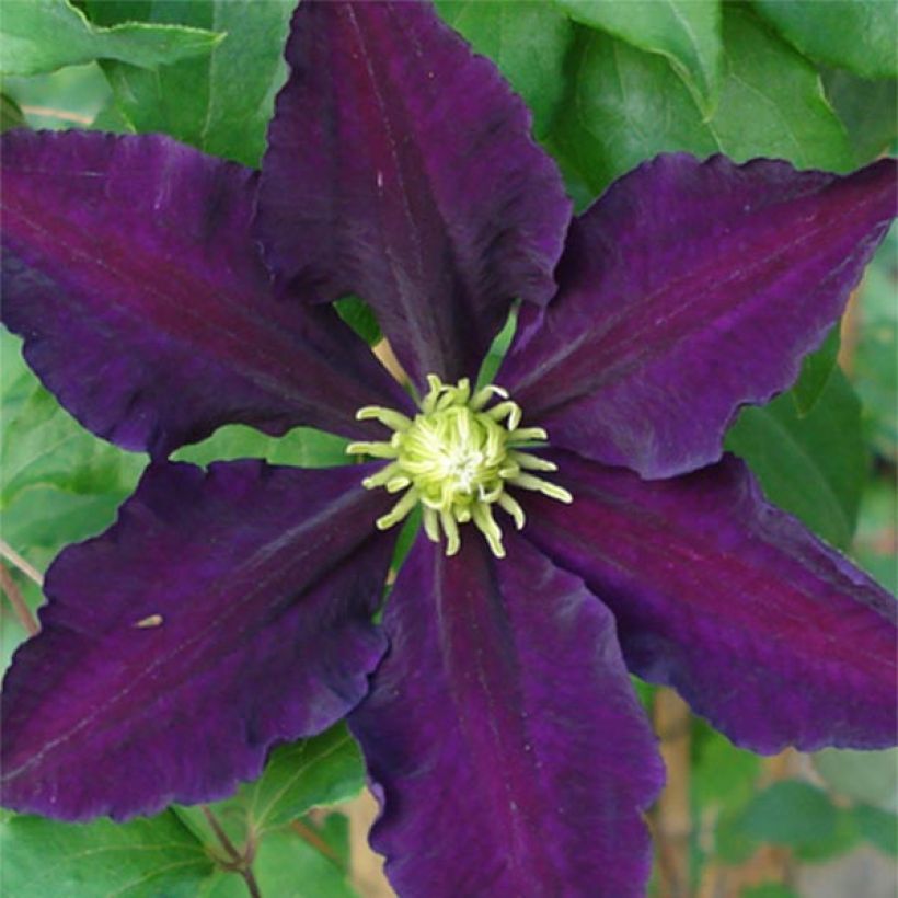 Clematis The Vagabond (Floração)