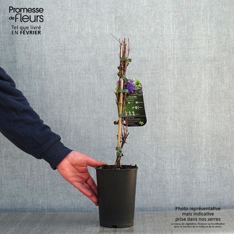 Amostra de Clématite Viva la Vida Vaso de 2 L/3 L tal como entregue no inverno