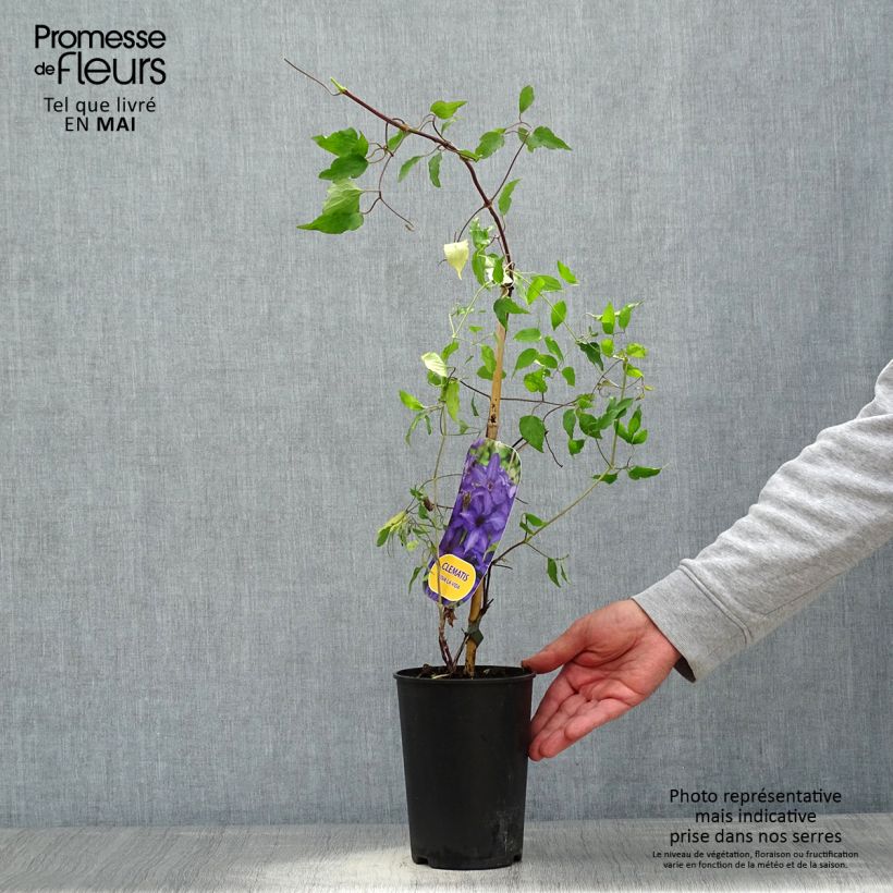 Amostra de Clematis Viva la Vida Vaso de 2 L/3 L tal como entregue na primavera
