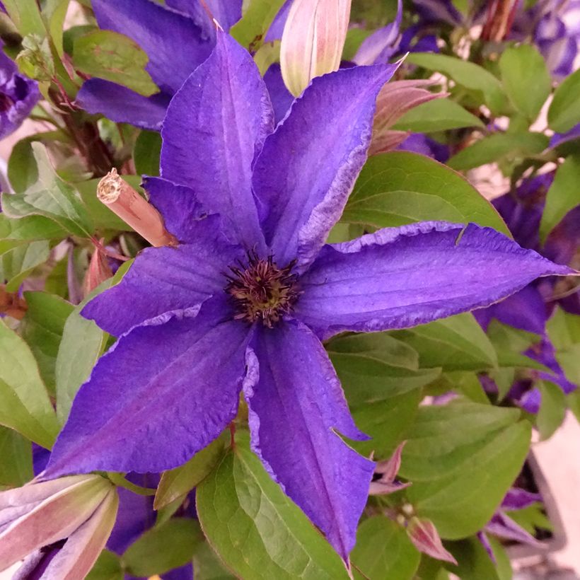Clematis Viva la Vida (Floração)