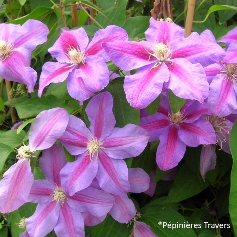 Clematis Vivienne Beth Currie (Floração)