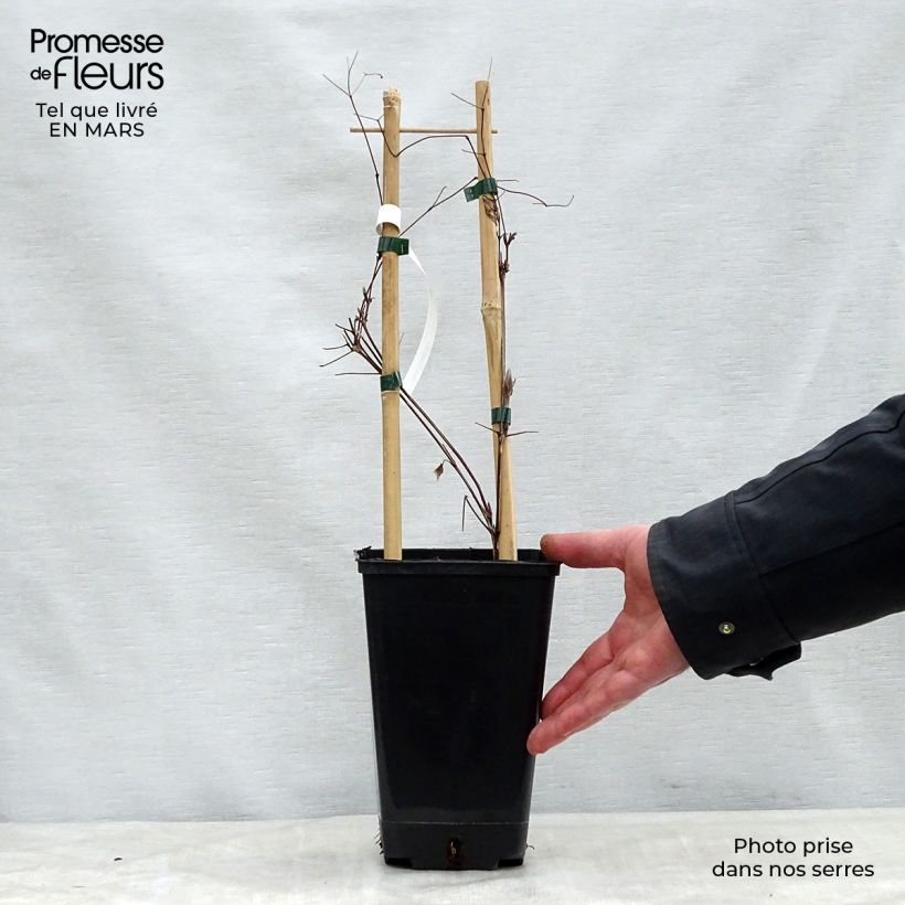 Amostra de Clématite Vivienne Beth Currie Pot de 2L/3L tal como entregue na primavera