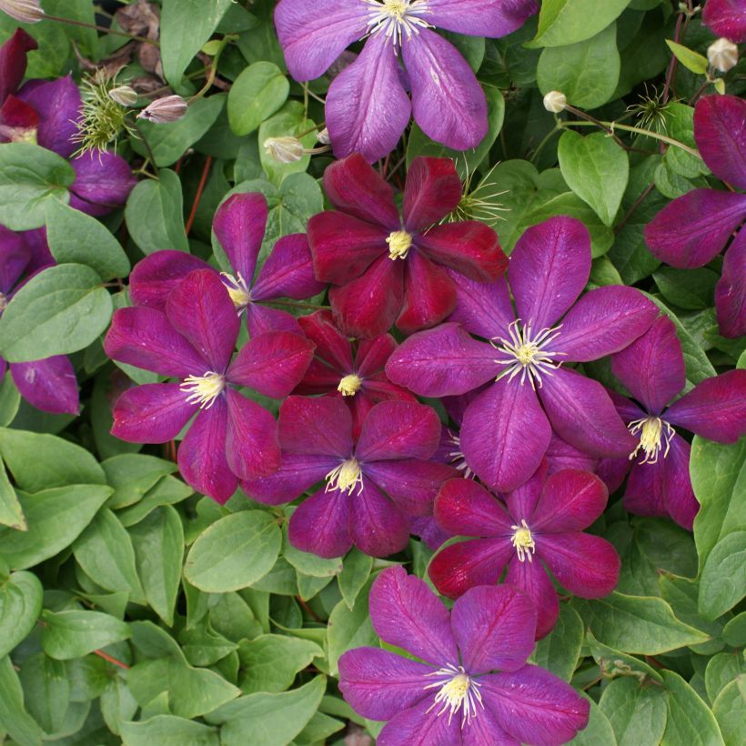 Clematis Voluceau (Floração)