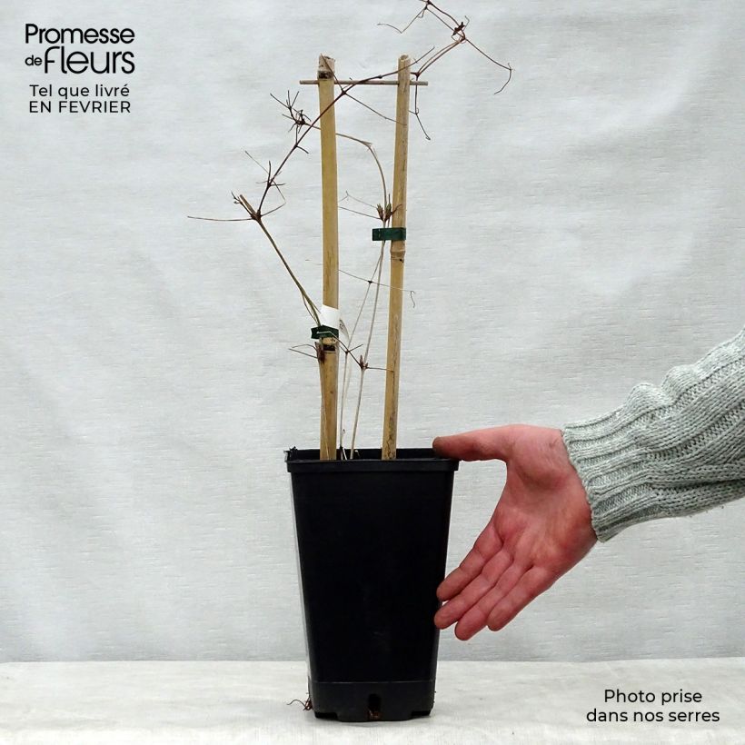 Amostra de Clématite Vostock Vaso de 1,5 L/2 L tal como entregue no inverno