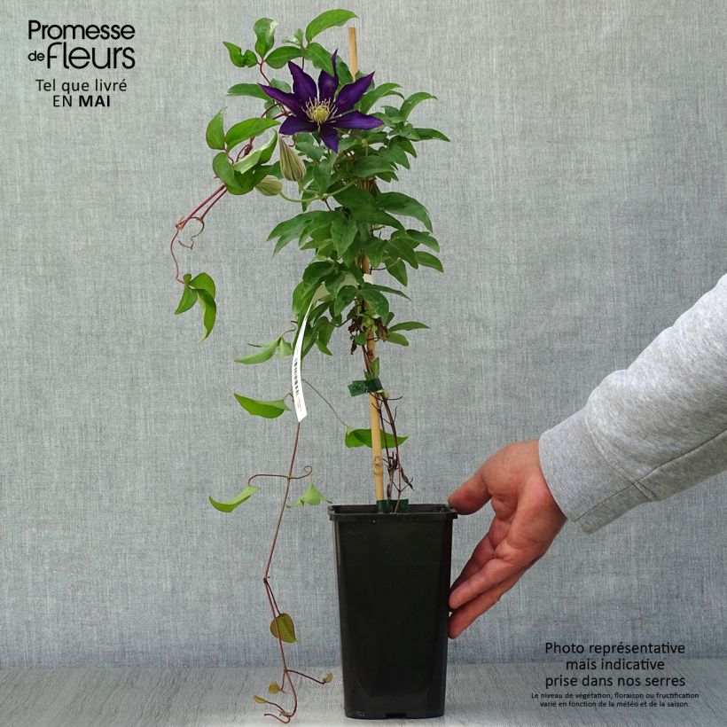 Amostra de Clematis Vostock Vaso de 1,5 L/2 L tal como entregue na primavera