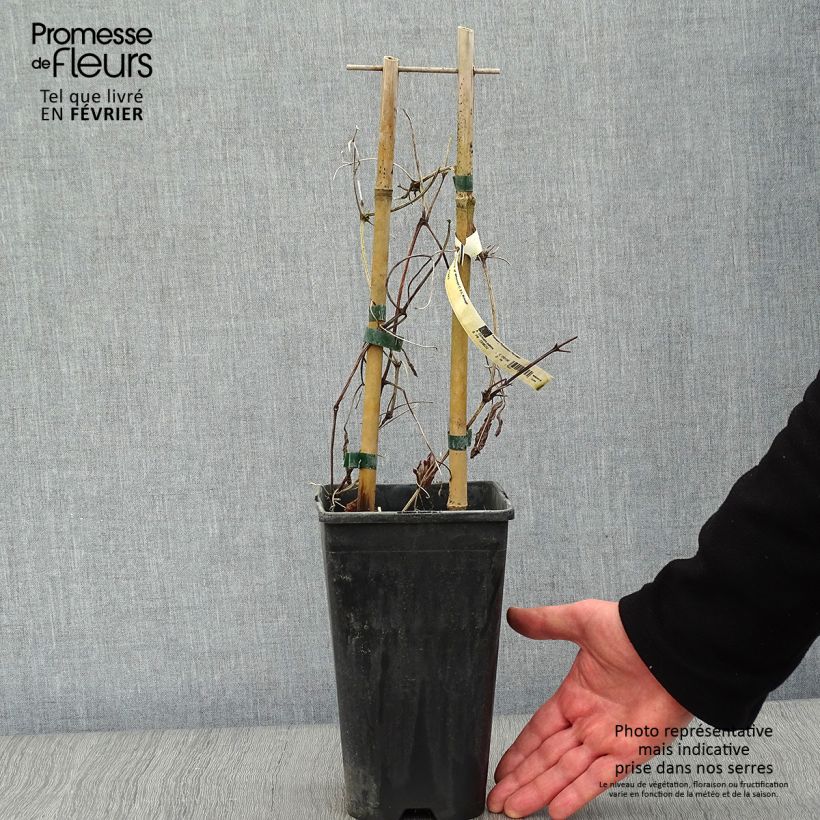 Amostra de Clématite Whoopi Vaso de 2 L/3 L tal como entregue no inverno