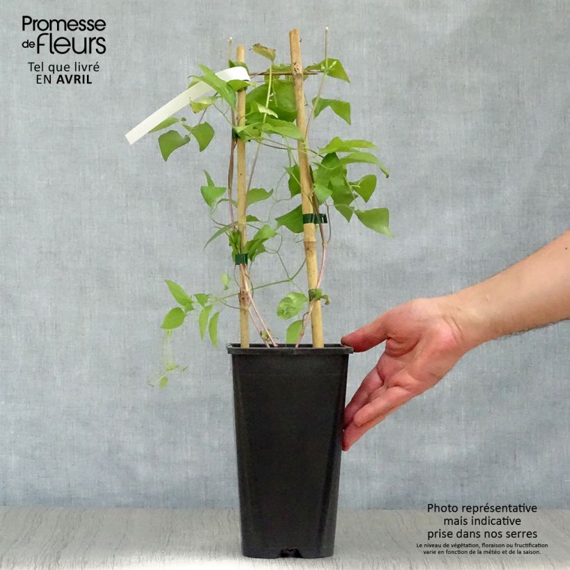 Amostra de Clematis Whoopi Vaso de 2 L/3 L tal como entregue na primavera
