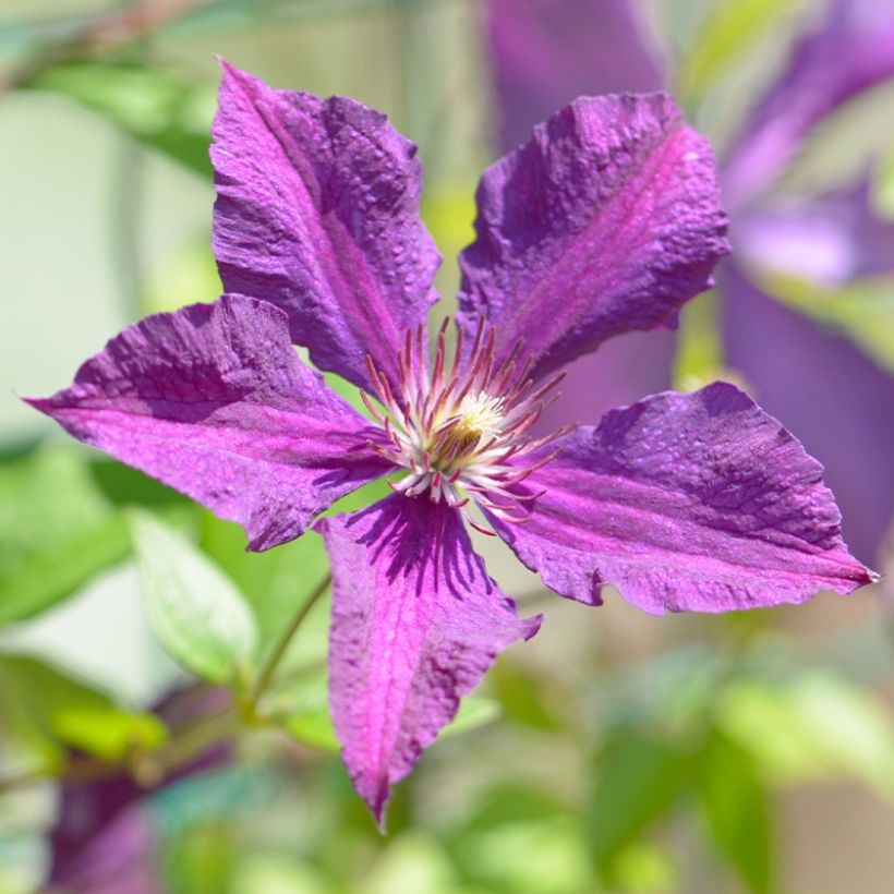 Clematis Whoopi (Floração)