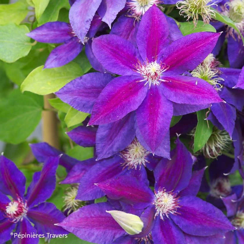 Clematis Wildfire (Floração)