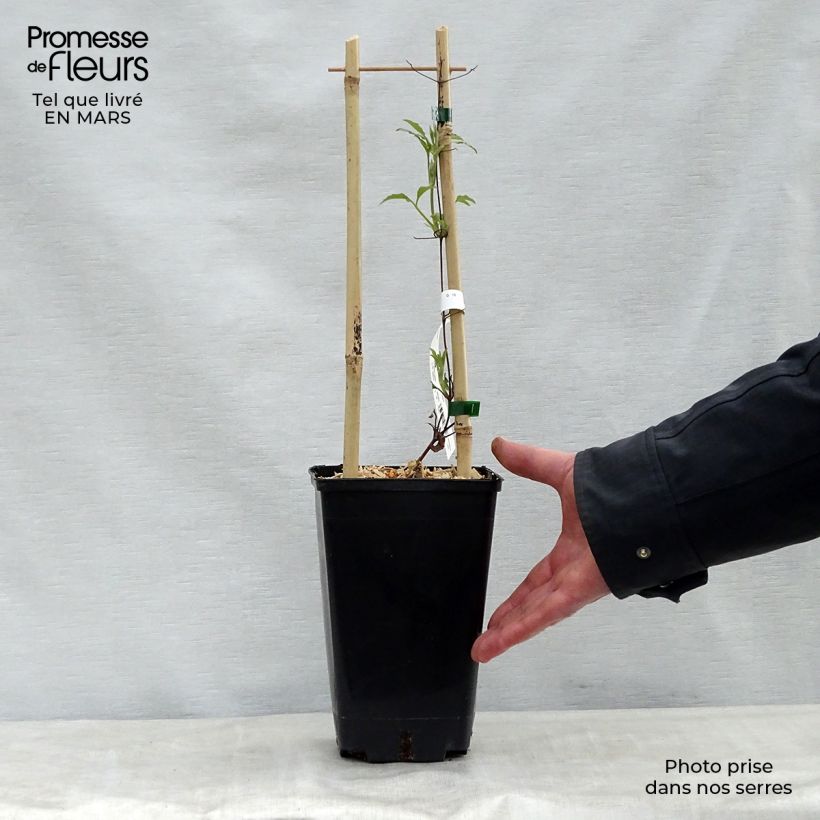 Amostra de Clematis Wildfire Vaso de 1,5 L/2 L tal como entregue na primavera