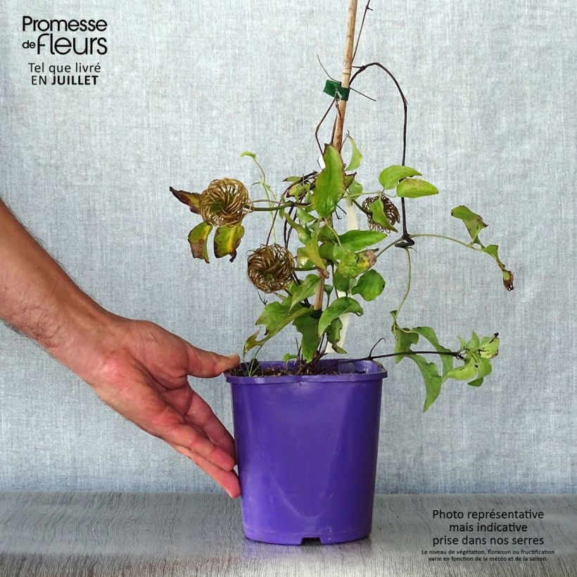 Amostra de Clematis Wildfire Vaso de 1,5 L/2 L tal como entregue no verão