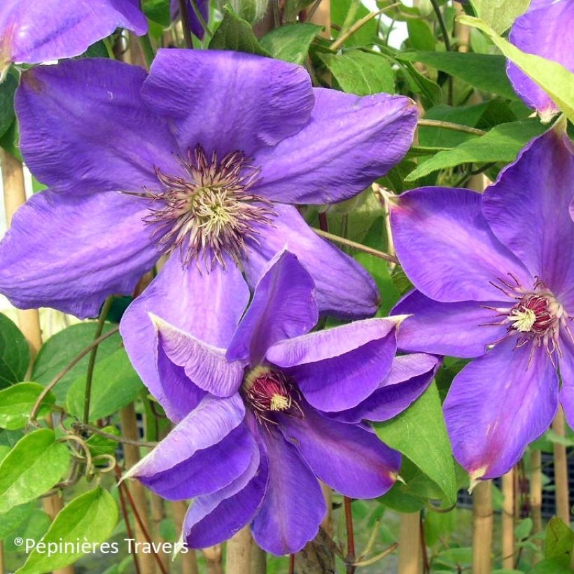 Clematis Xerxes (Floração)
