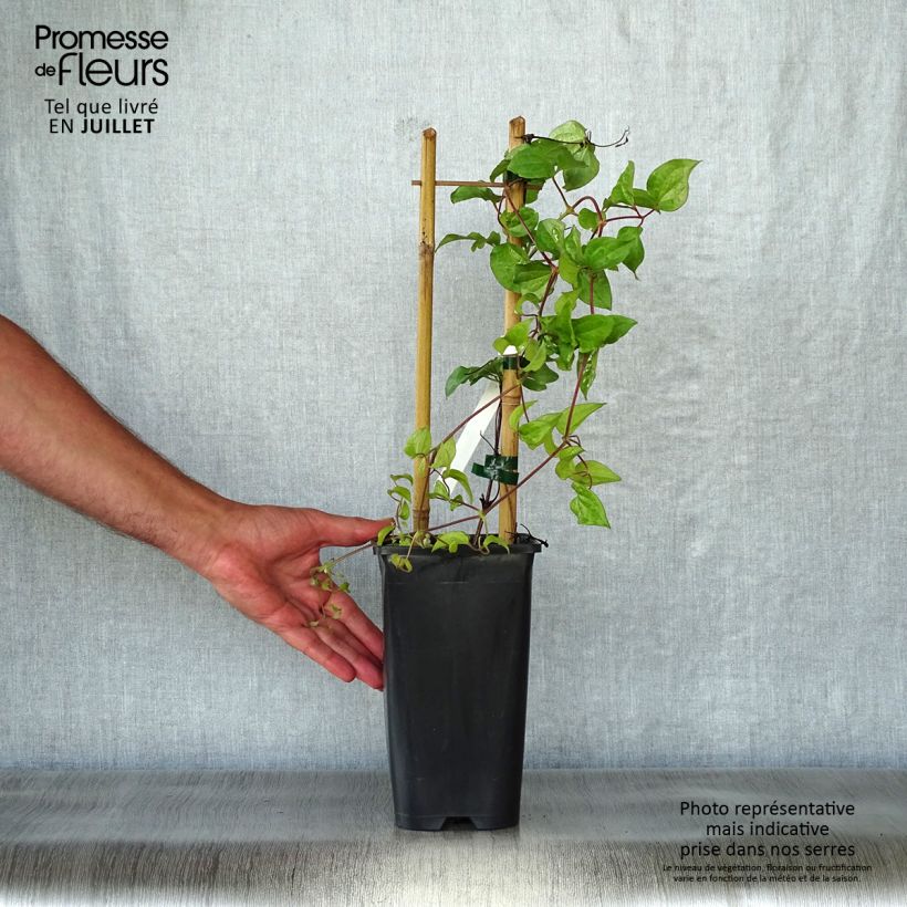 Amostra de Clematis Xerxes Vaso de 2 L/3 L tal como entregue no verão