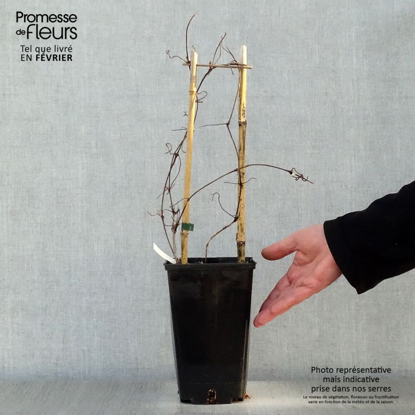 Amostra de Clématite Xerxes Vaso de 2 L/3 L tal como entregue no inverno