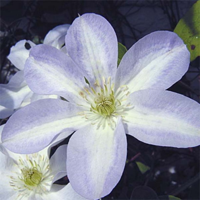 Clematis Yukikomachi (Floração)