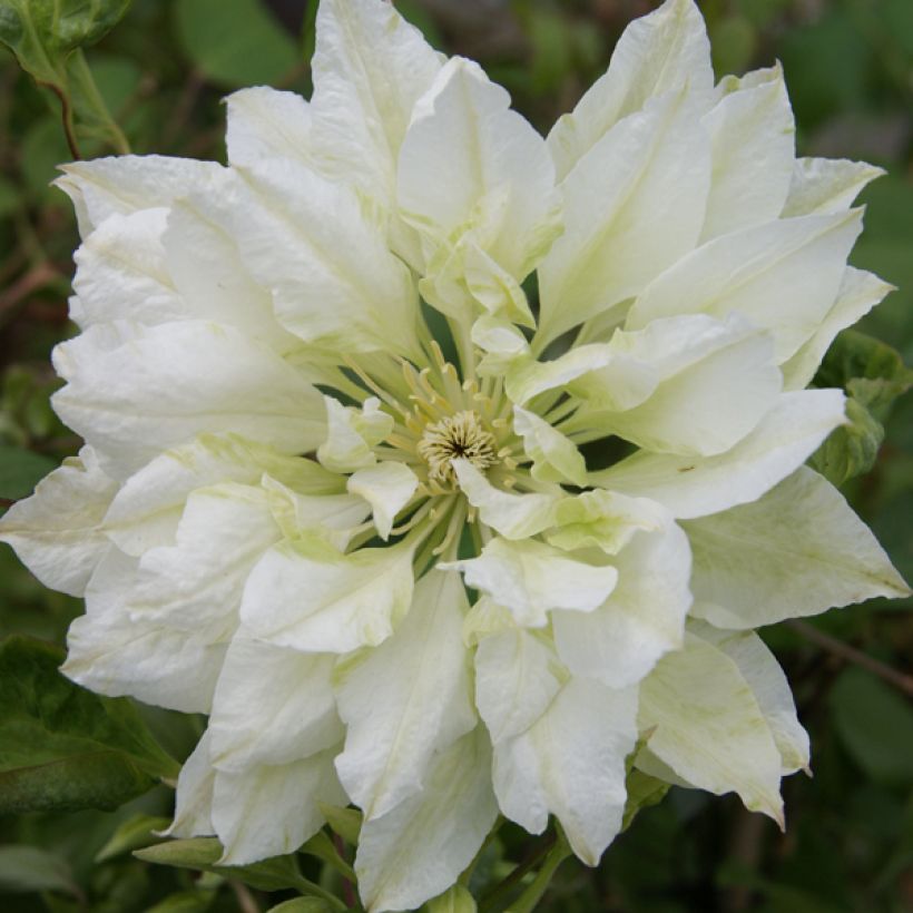 Clematis Yukiokoshi (Floração)