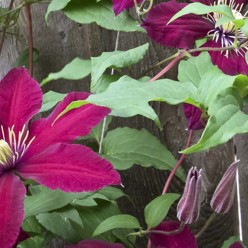 Clematis Niobe (Folhagem)