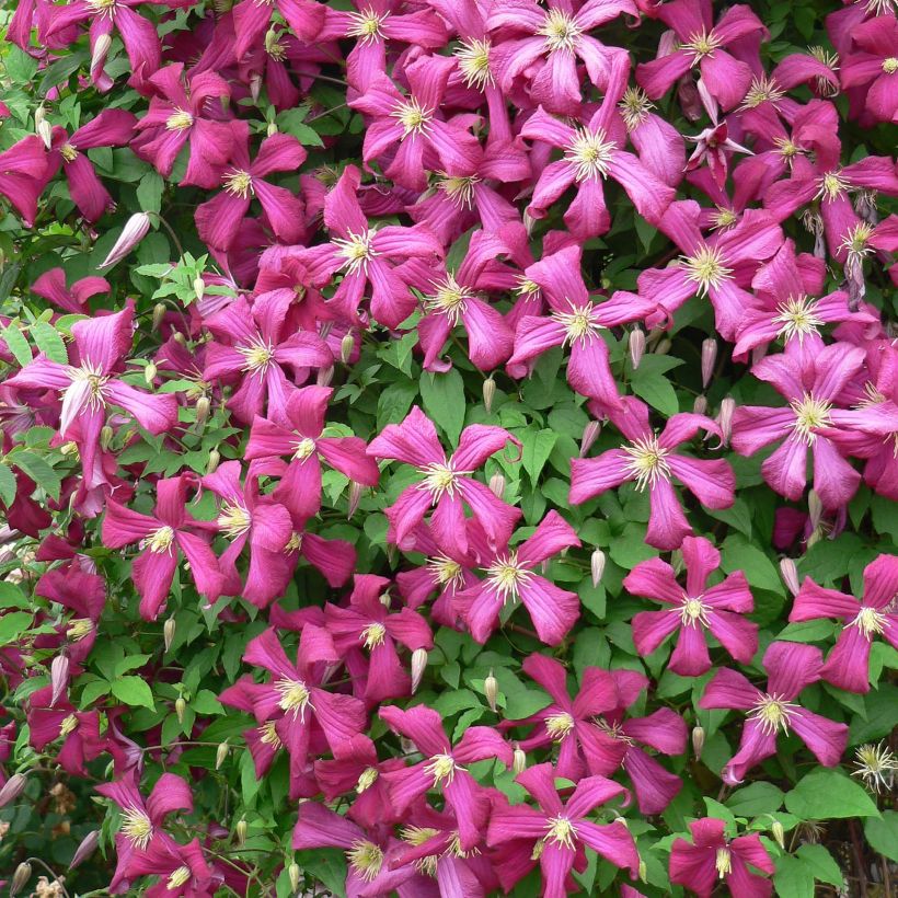 Clematis Niobe (Floração)