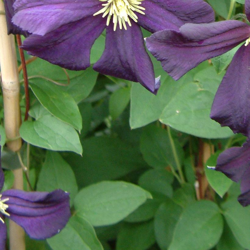 Clematis Romantika (Folhagem)