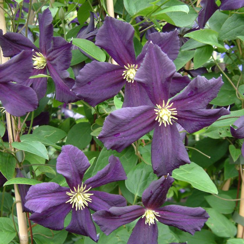 Clematis Romantika (Floração)
