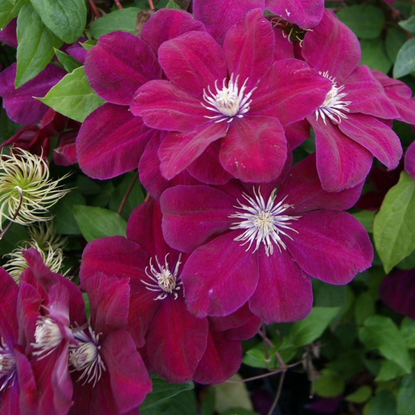 Clematis Rouge Cardinal (Floração)