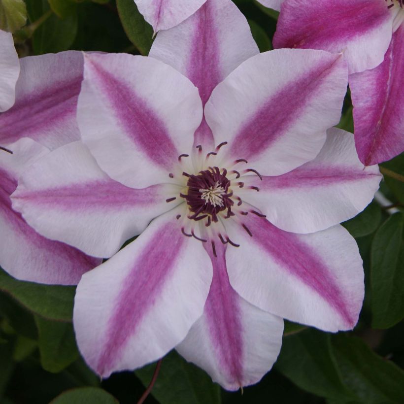 Clematis Souvenir du Capitaine Thuilleaux (Floração)