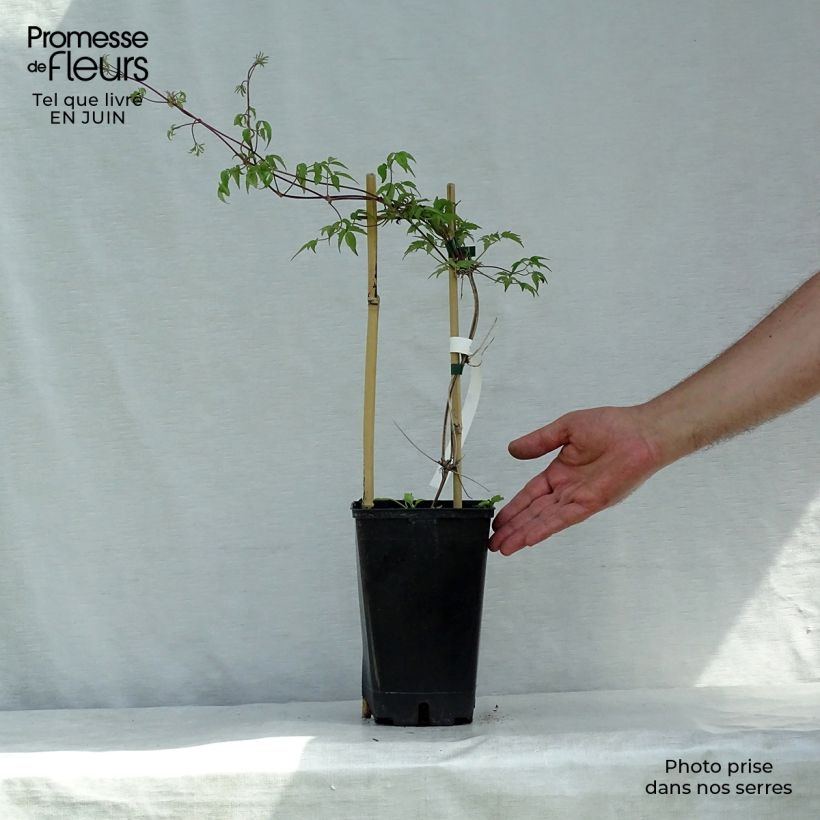 Amostra de Clematis Blue Dancer Vaso de 2 L/3 L tal como entregue no verão