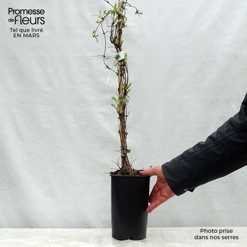 Amostra de Clematis Blue Dancer Vaso de 2 L/3 L tal como entregue na primavera