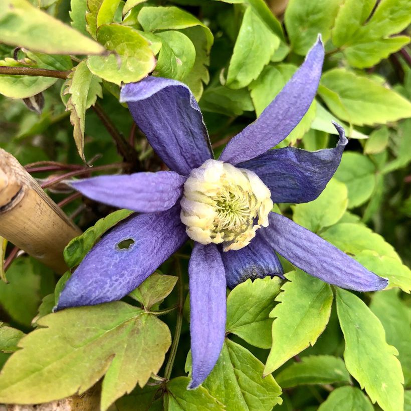 Clematis Blue Dancer (Floração)