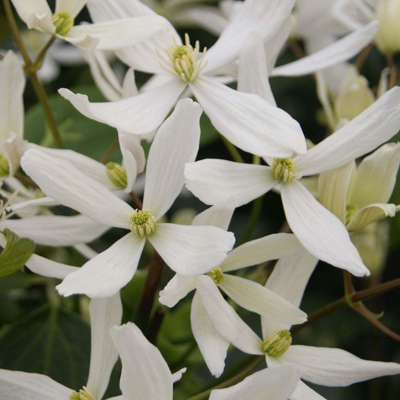 Clematis Snowdrift (Floração)