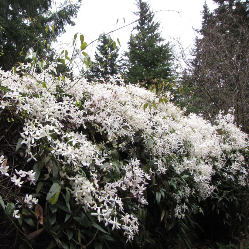 Clematis Snowdrift (Hábito)