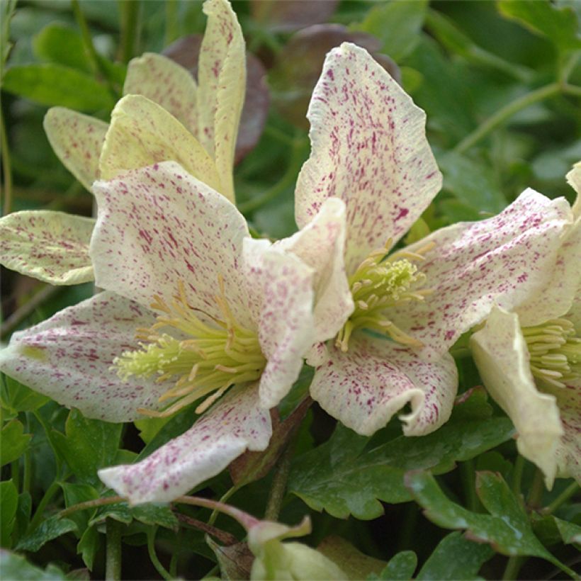 Clematis Winter Parasol (Floração)