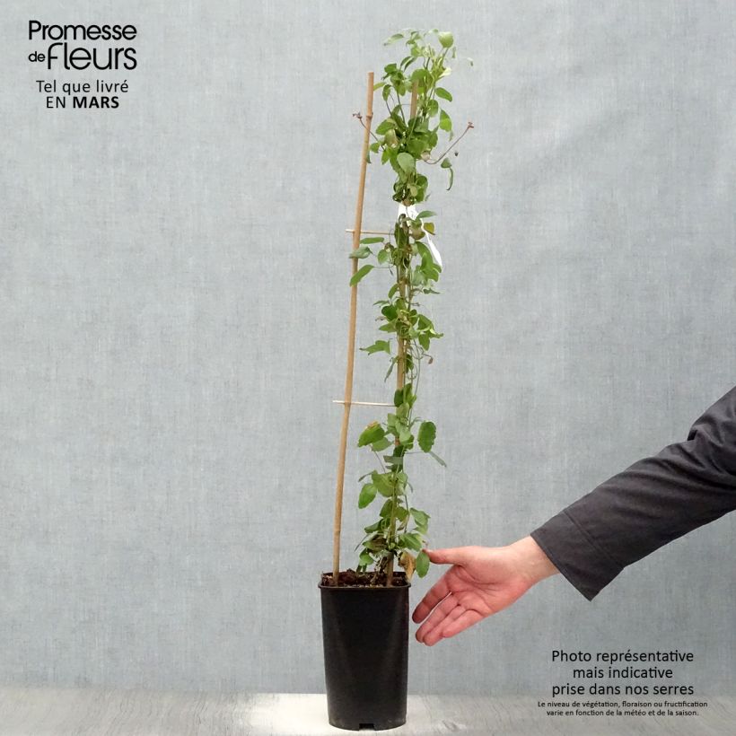 Amostra de Clematis Wisley Cream Vaso de 2 L/3 L tal como entregue na primavera