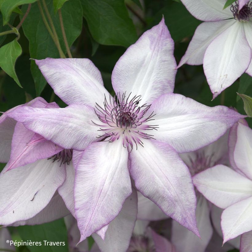 Clematis Utopia (Floração)