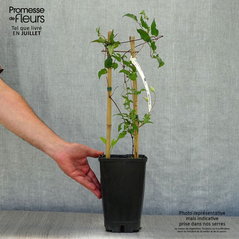 Amostra de Clematis Utopia Vaso de 2 L/3 L tal como entregue no verão