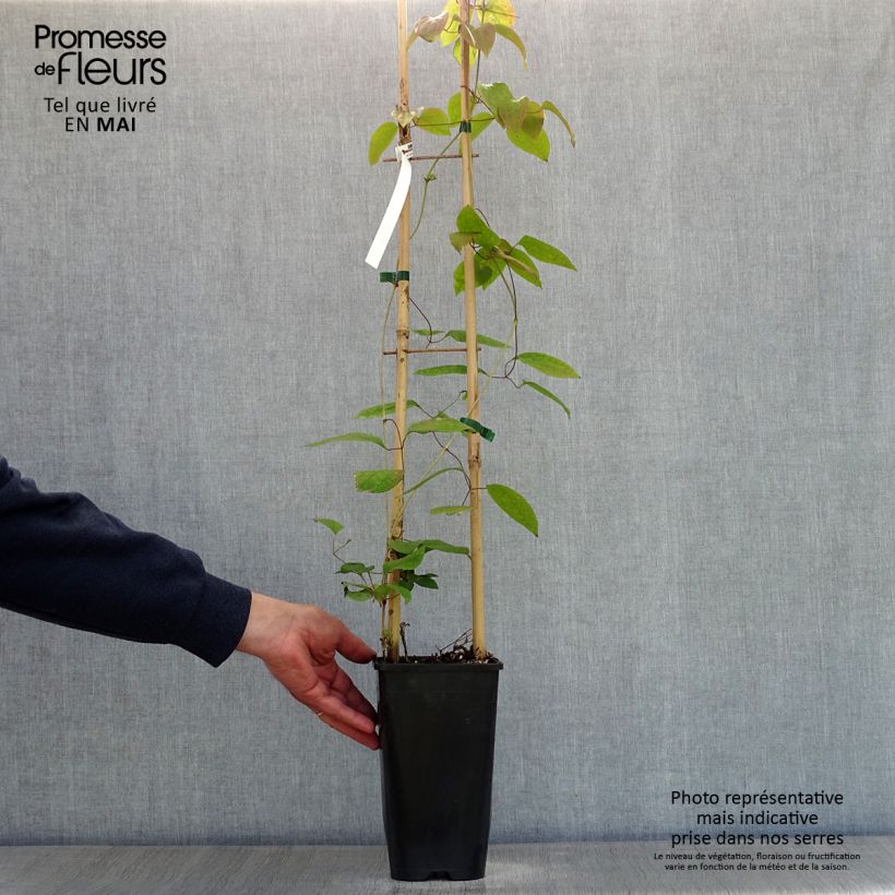 Amostra de Clematis Guernsey Cream Vaso de 2 L/3 L tal como entregue na primavera