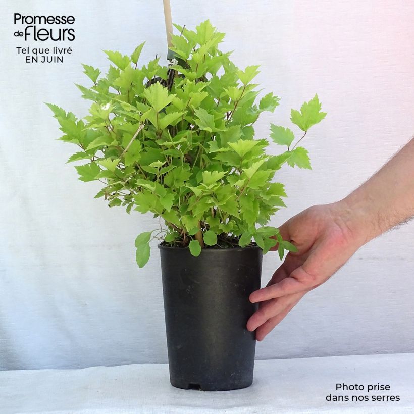 Amostra de Clematis heracleifolia Vaso de 2 L/3 L tal como entregue no verão